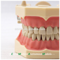 32 pcs Removable Teeth SF Type Dental Study Model for School Education 13009